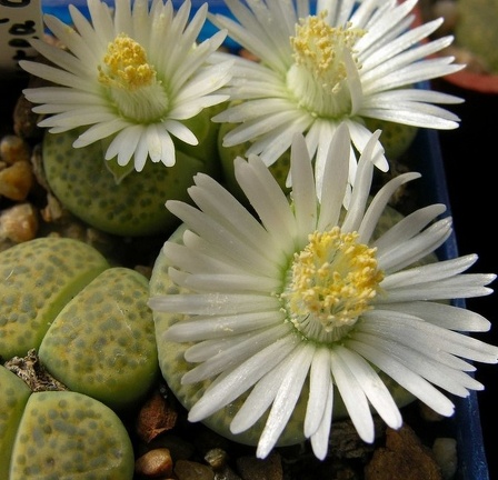 Lithops fulviceps v fulviceps cv   Aurea  C363 