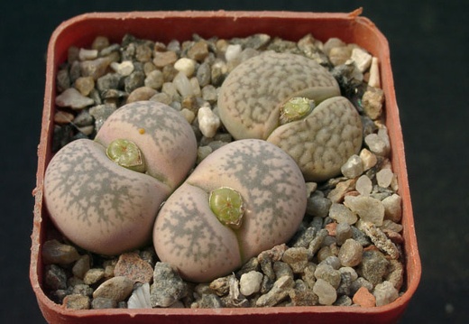 Lithops gesineae Lithops dabneri (1483 відвідувань) Lithops gesineae Lithops dabneri