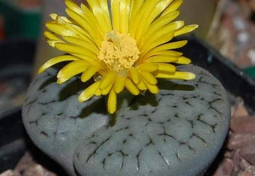 Lithops gracilidelineata Ru FG (1479 відвідувань) Lithops gracilidelineata Ru FG