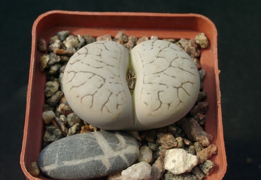 Lithops gracilidelineata SSP brambergensis (1333 відвідувань) Lithops gracilidelineata SSP brambergensis