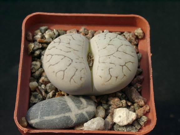 Lithops gracilidelineata SSP brambergensis