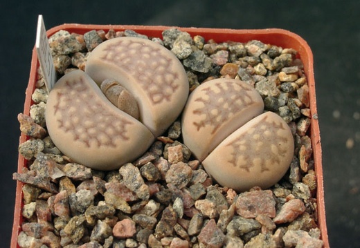 Lithops halli v ochracea C303 (1432 відвідувань) Lithops halli v ochracea C303