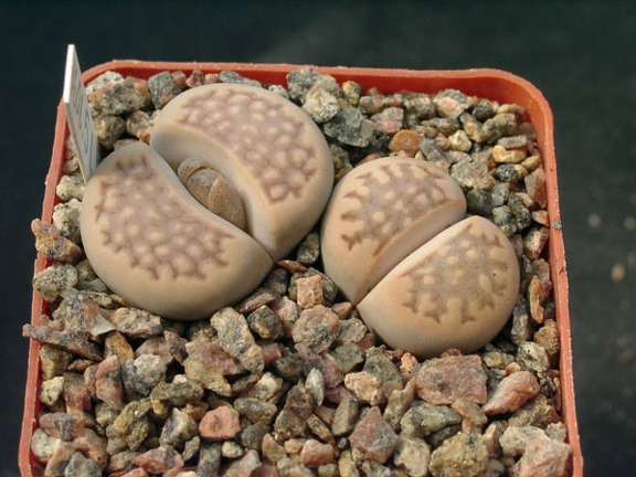 Lithops halli v ochracea C303