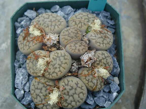 Lithops hookeri v  susannae C91