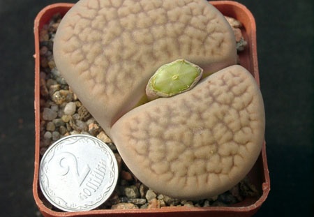 Lithops hookerii (1321 відвідувань) Lithops hookerii