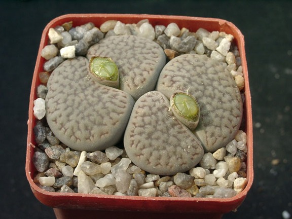 Lithops hookerii v dabneri
