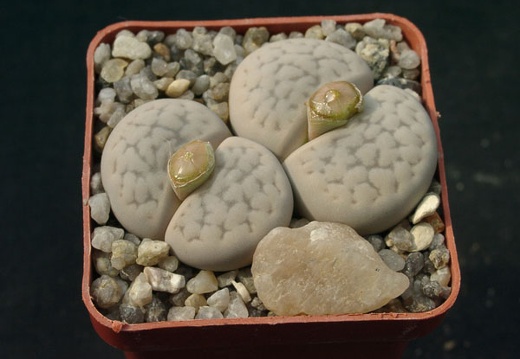 Lithops hookerii v elephina (1393 відвідувань) Lithops hookerii v elephina