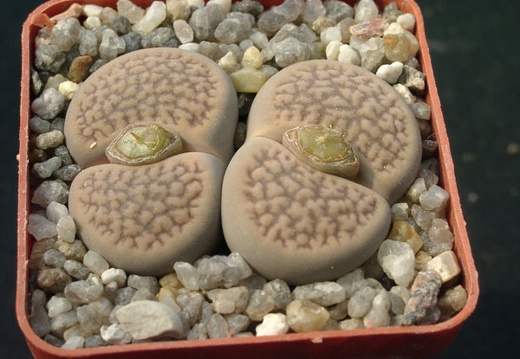 Lithops hookerii v marginata (1434 відвідувань) Lithops hookerii v marginata