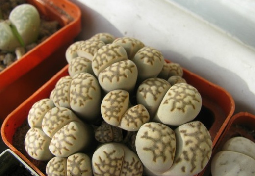 Lithops julii Sch FG (1295 відвідувань) Lithops julii Sch FG