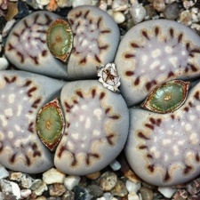 Lithops julii ssp fulleri v fulleri C 056 (1306 відвідувань) Lithops julii ssp fulleri v fulleri C 056