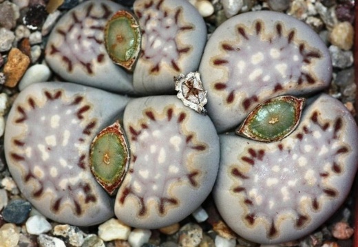 Lithops julii ssp fulleri v fulleri C 056 (1306 відвідувань) Lithops julii ssp fulleri v fulleri C 056