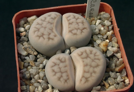 Lithops karasmontana (1266 відвідувань) Lithops karasmontana