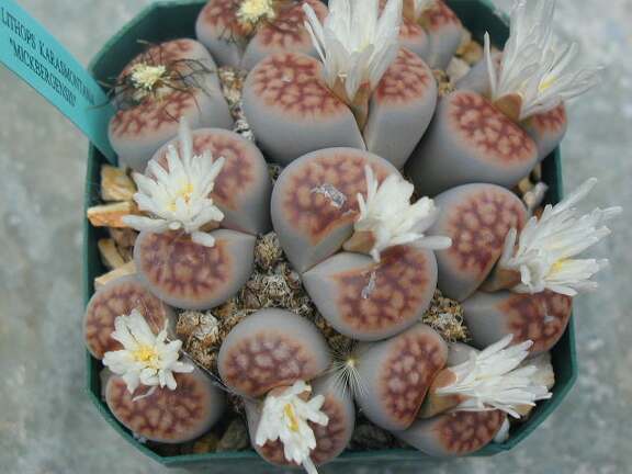 Lithops karasmontana mickbergensis