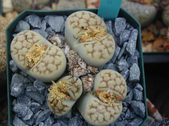 Lithops karasmontana ssp  bella