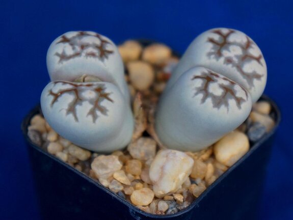Lithops karasmontana ssp  bella C 143A