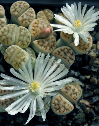 Lithops karasmontana ssp eberlanzii