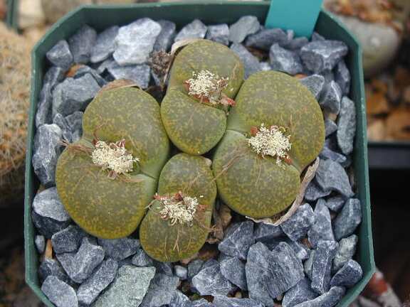 Lithops lesliei Albinica