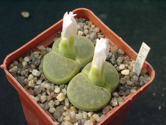 Lithops lesliei cv albinica