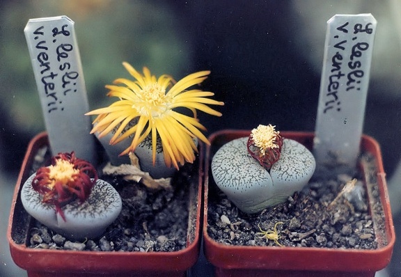 Lithops lesliei v