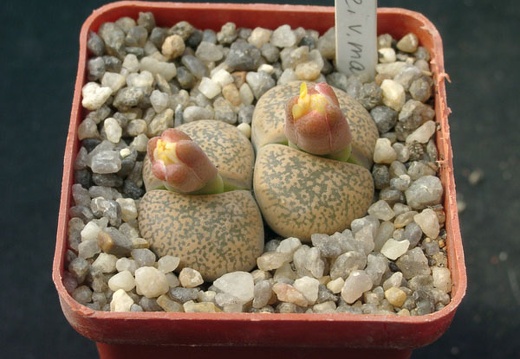Lithops lesliei v mariae (1216 відвідувань) Lithops lesliei v mariae