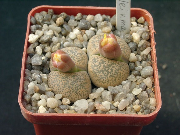 Lithops lesliei v mariae