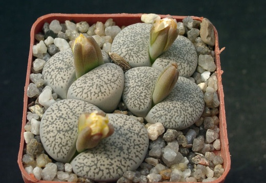 Lithops lesliei v venteri (1307 відвідувань) Lithops lesliei v venteri