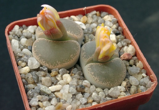 Lithops lesliei v venteri maraisi (1273 відвідувань) Lithops lesliei v venteri maraisi