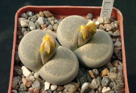 Lithops localis (1312 відвідувань) Lithops localis