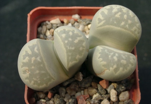 Lithops marmorata SSP umdausensis (1202 відвідувань) Lithops marmorata SSP umdausensis
