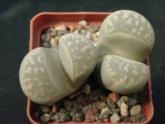 Lithops marmorata SSP umdausensis