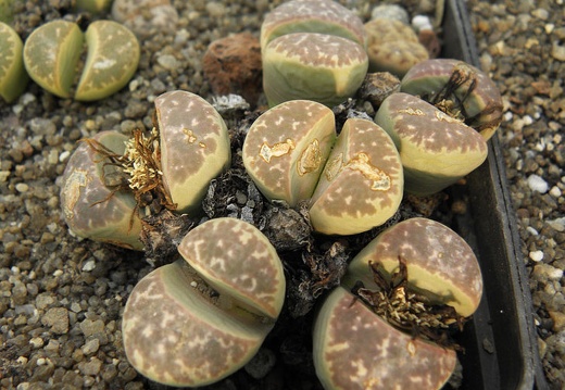 Lithops naureeniae (1379 відвідувань) Lithops naureeniae