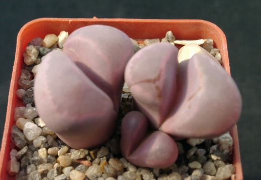 Lithops optica cv Rubra (1573 відвідувань) Lithops optica cv Rubra