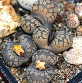 Lithops otzeniana 001