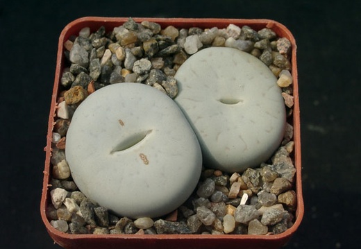 Lithops pseudotruncatella SSP olkii C69 (1389 відвідувань) Lithops pseudotruncatella SSP olkii C69