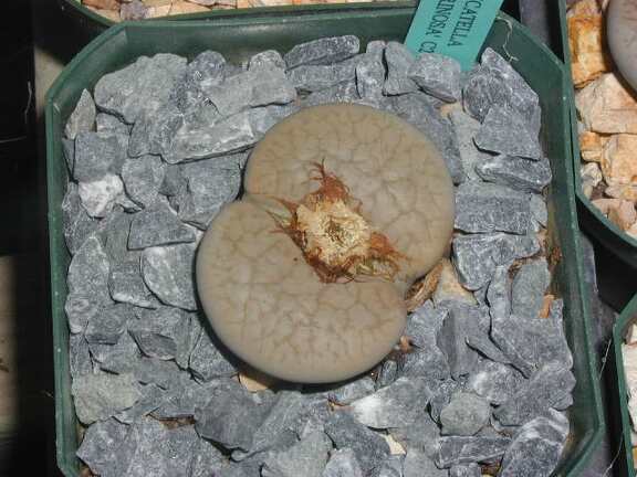 Lithops pseudotruncatella ssp  dentritica fairnosa C245