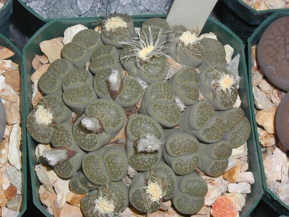 Lithops salicola