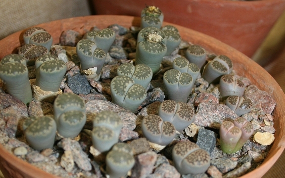 Lithops salicola 001