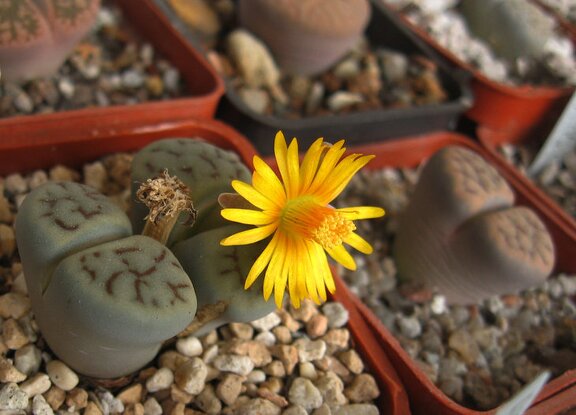 Lithops schwantesii var urikosensis