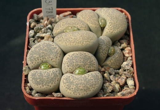 Lithops terricolor Princ Albert C134 (1289 відвідувань) Lithops terricolor Princ Albert C134