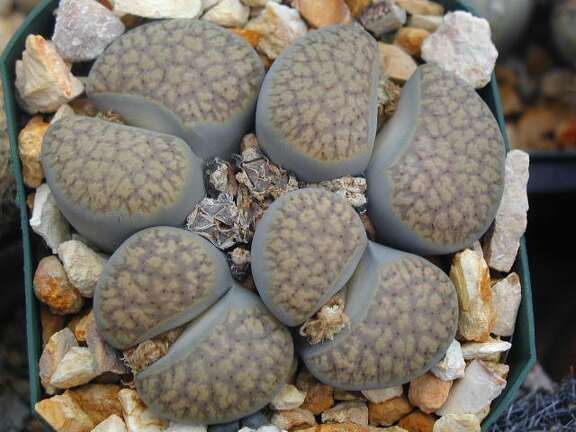 Lithops verruclosa C200