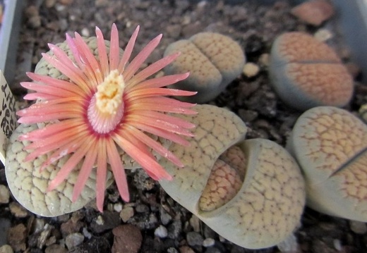 Lithops verruculosa cv Rose of Texas (1513 відвідувань) Lithops verruculosa cv Rose of Texas