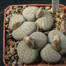 Lithops verruculoza C178 (1309 відвідувань) Lithops verruculoza C178