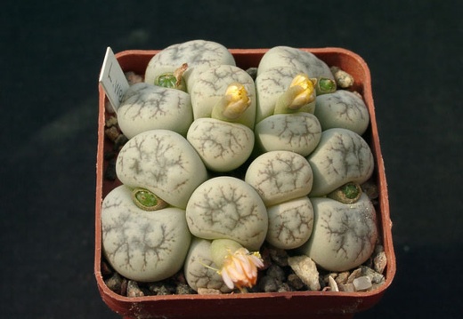 Lithops werneri (1374 відвідувань) Lithops werneri