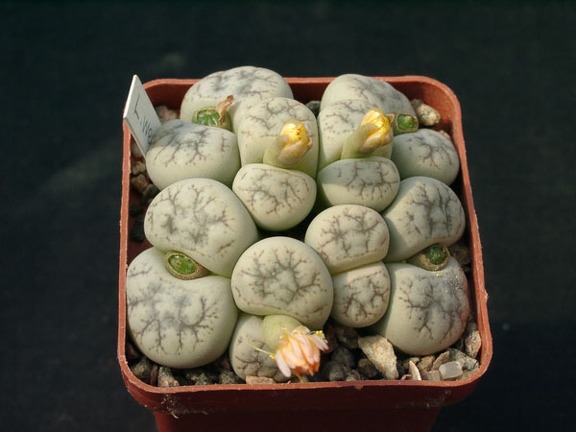 Lithops werneri