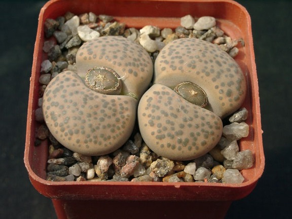 Lithopsfe fulviceps