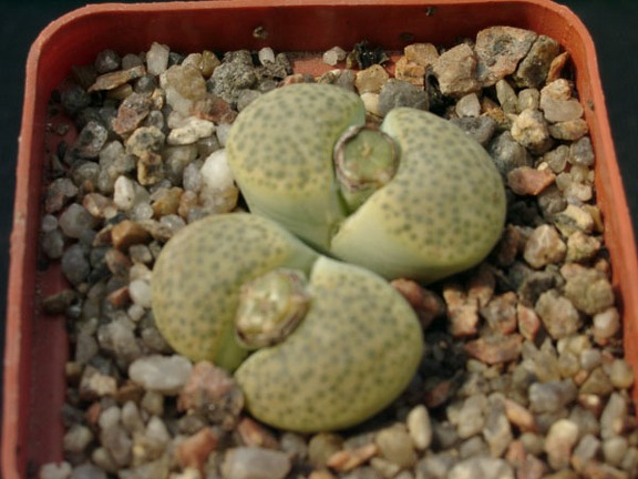 Lithopsfe fulviceps f aurea C363