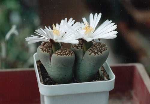 Lithops hallii ''best'' (2535 відвідувань) Фото и растение Александра и Cергея Червинко (Винница) Lithops hallii ''best''