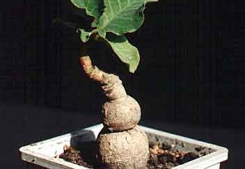 Monadenium sp. (2574 відвідувань) Фото и растение Александра и Сергея Червинко (Винница)... Monadenium sp.