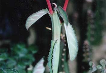 Monadenium coccineum (2700 відвідувань) Фото и растение Татьяны Кецко (Киев) Monadenium coccineum