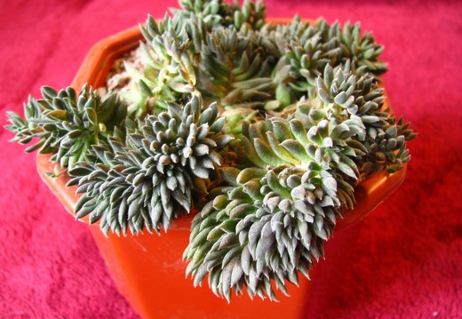 Monanthes brachycaulos (2062 відвідувань) Monanthes brachycaulos